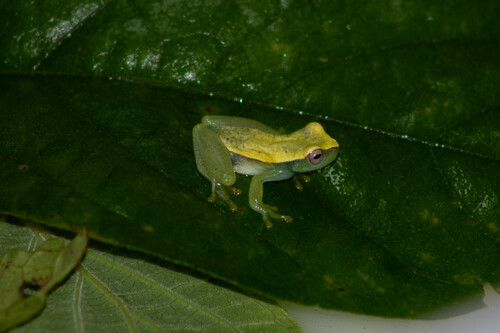 Pallid Dwarf Treefrog, Dendropsophus minusculus