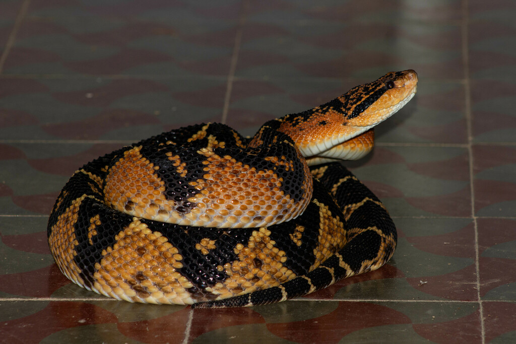 Atlantic Forest bushmaster (Lachesis rhombeata)