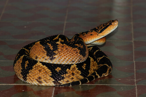Atlantic Forest bushmaster