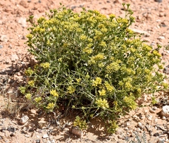 Amphipappus fremontii