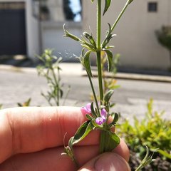 Dicliptera peduncularis