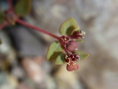 Euphorbia parishii