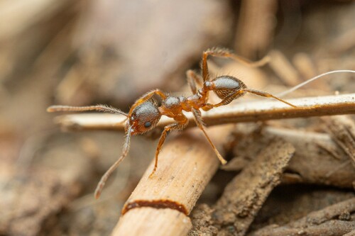 Pheidole perpilosa