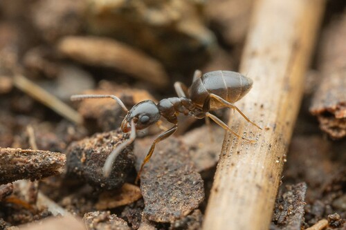 Odorous house ant