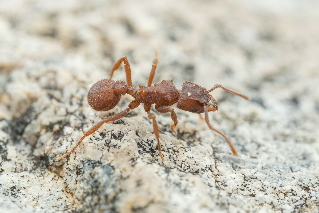 Trachymyrmex pomonae