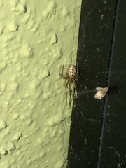 Theridion murarium