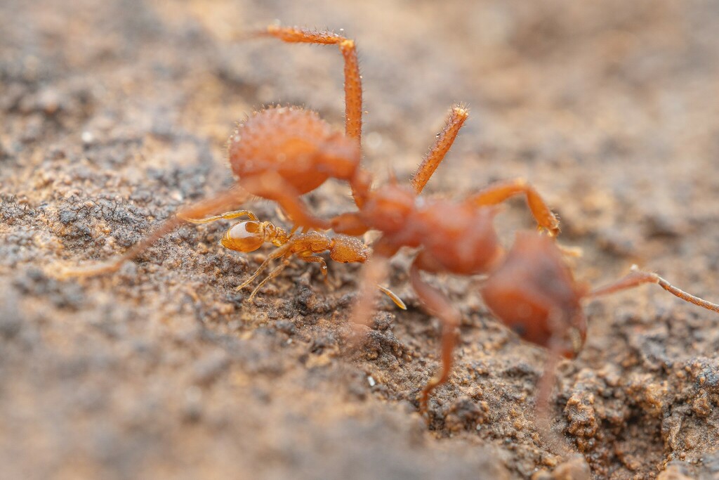 Strumigenys arizonica