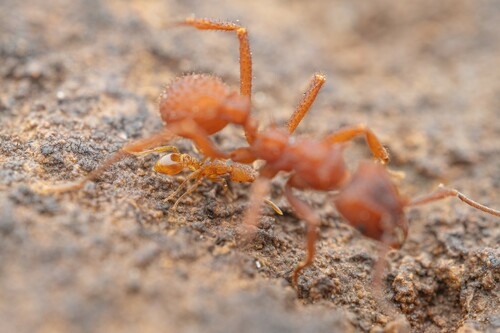 Strumigenys arizonica