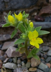 Mohavea breviflora
