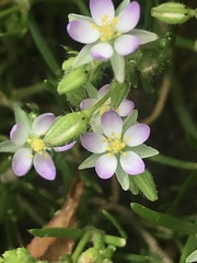 Spergularia macrotheca