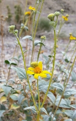 Bahiopsis reticulata