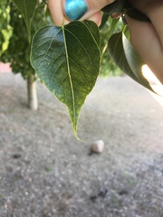 Magnoliopsida