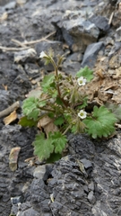 Phacelia rotundifolia