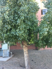 Magnoliopsida