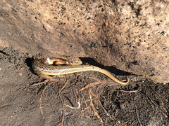 Plestiodon obsoletus