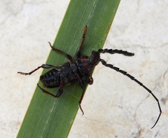 Lissonotus flavocinctus