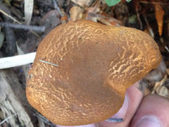 Austropaxillus statuum