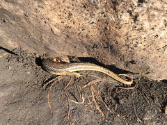 Plestiodon obsoletus
