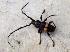 Lissonotus flavocinctus