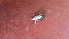 Compsus viridivittatus