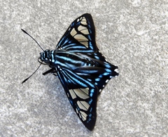 Phocides belus