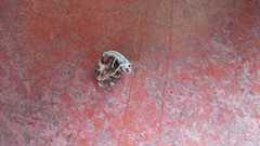 Compsus viridivittatus