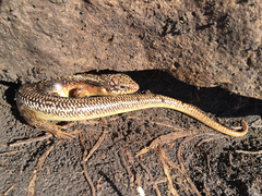 Plestiodon obsoletus