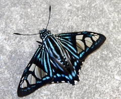 Phocides belus