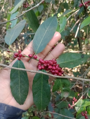 Lacistema aggregatum, photograph 2