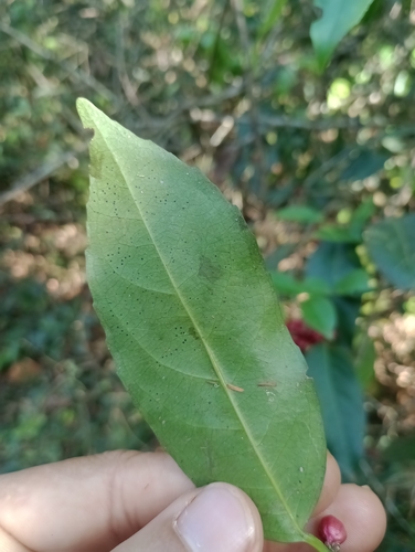 Lacistema aggregatum, photograph 3