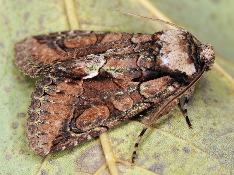 Allophyes corsica