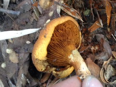 Austropaxillus statuum