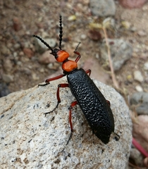Lytta magister