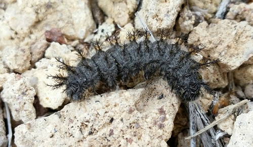 Sagebrush Checkerspot