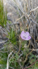 Phacelia vallis-mortae