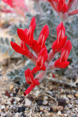 Astragalus coccineus