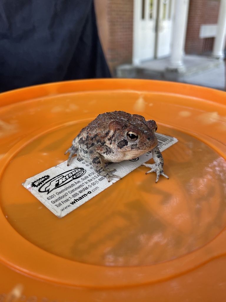 Southern Toad from University of North Carolina Wilmington, Wilmington ...