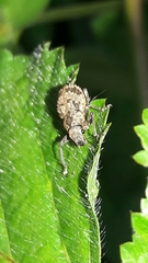 Pantomorus postfasciatus