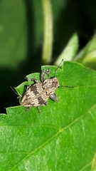 Pantomorus postfasciatus