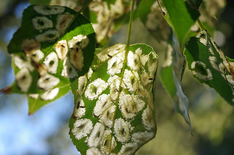 Phyllonorycter populifoliella