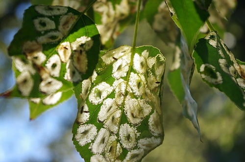 Phyllonorycter populifoliella