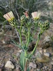 Malacothrix coulteri