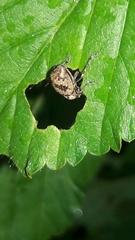 Pantomorus postfasciatus