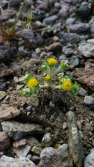 Eriophyllum pringlei