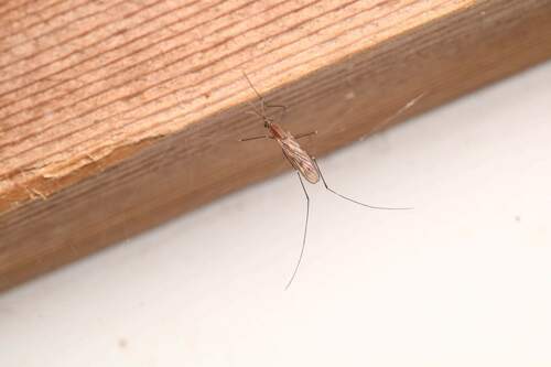Common malaria mosquito photo 6