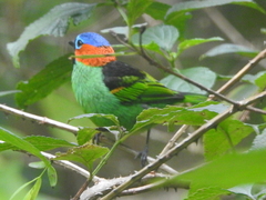 Tangara cyanocephala