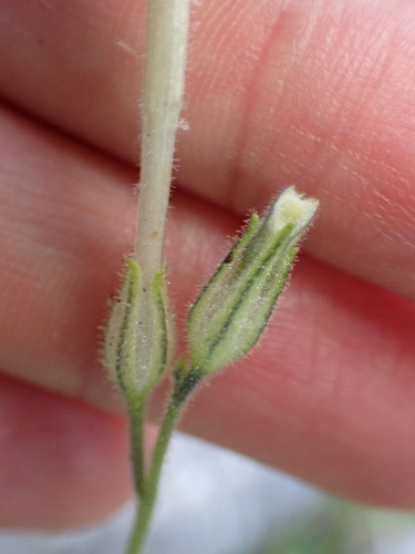 Image of Nicotiana acuminata by (c) W Rao, some rights reserved (CC BY)