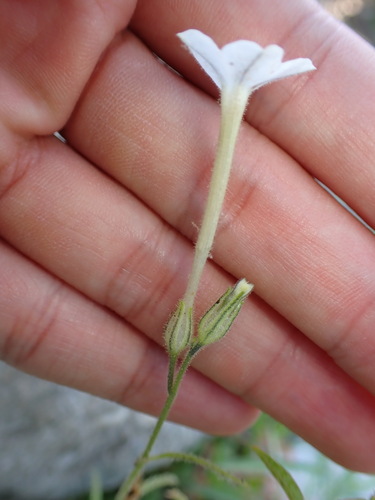 Image of Nicotiana acuminata by (c) W Rao, some rights reserved (CC BY)