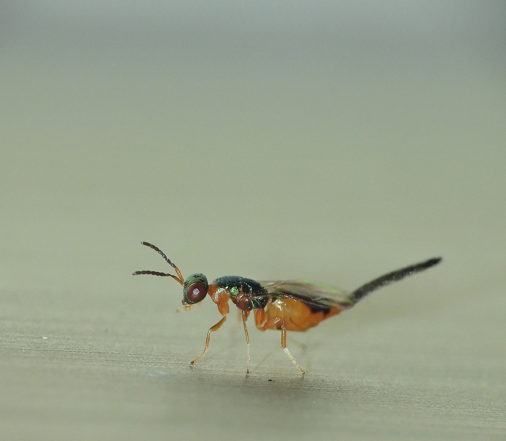 Critogaster