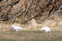 Lagopus muta islandorum